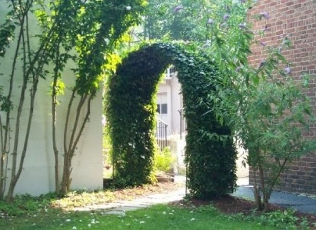 Backyard Arbor