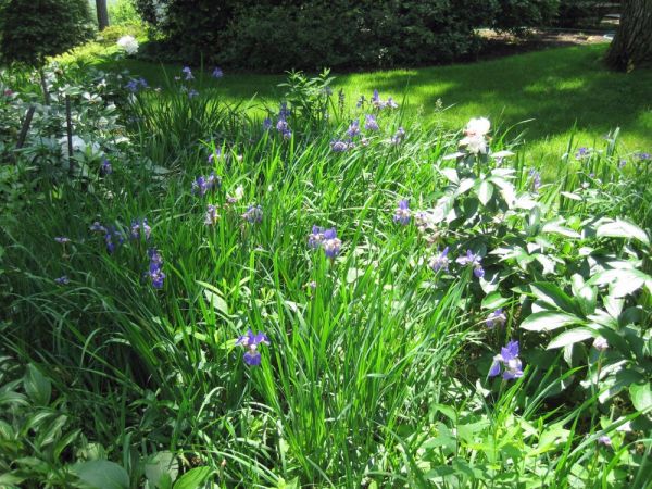 Iris Garden