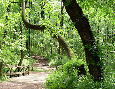 Mountainside Trail